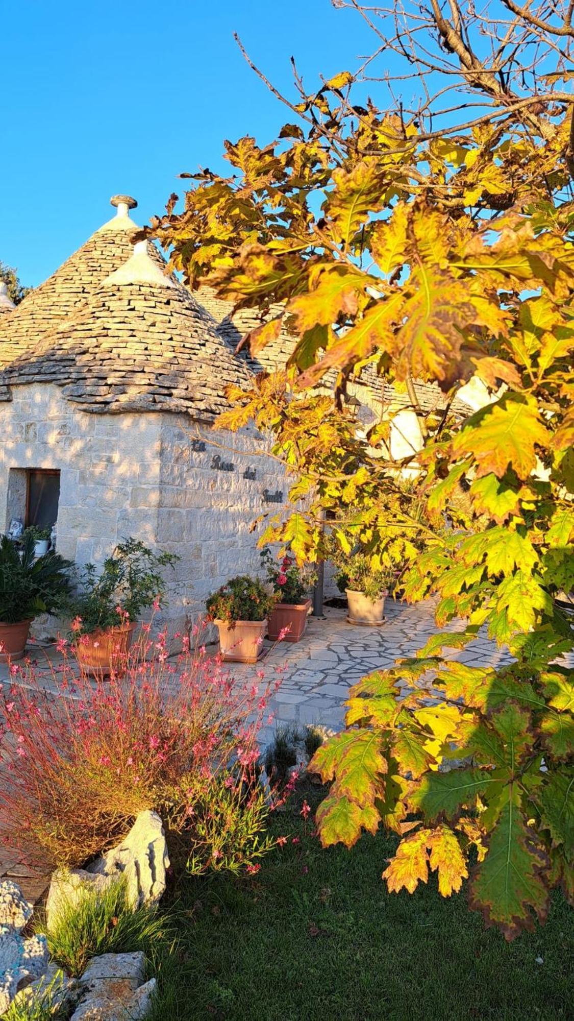 La Rosa Dei Trulli B&B 阿尔贝罗贝洛 外观 照片