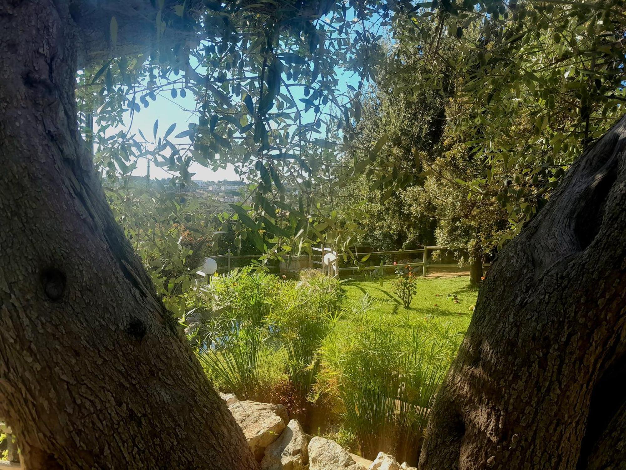 La Rosa Dei Trulli B&B 阿尔贝罗贝洛 外观 照片