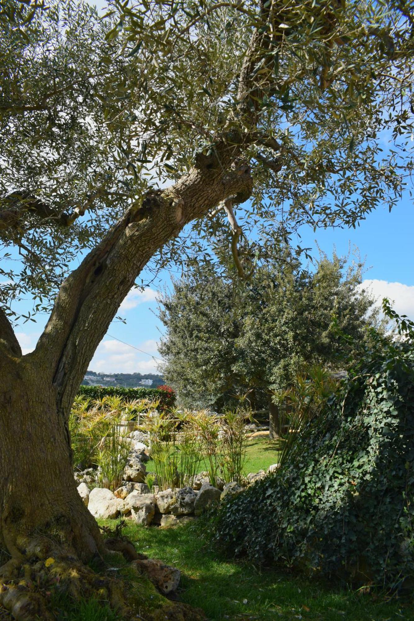 La Rosa Dei Trulli B&B 阿尔贝罗贝洛 外观 照片